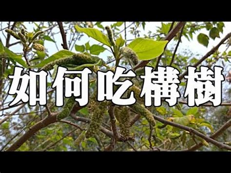 鹿樹葉的功效|構樹